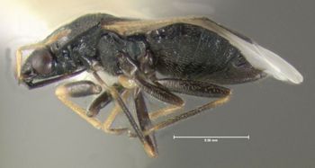Media type: image;   Entomology 619162 Aspect: habitus lateral view